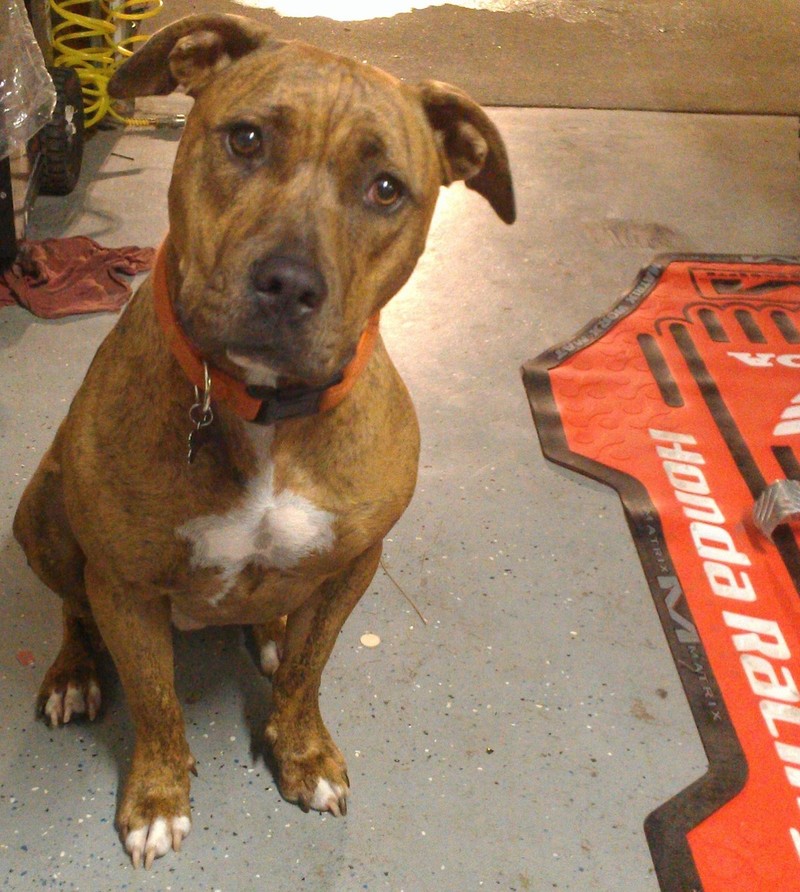 Pets Named After Famous Racers, Part 33: Nicky Haydog