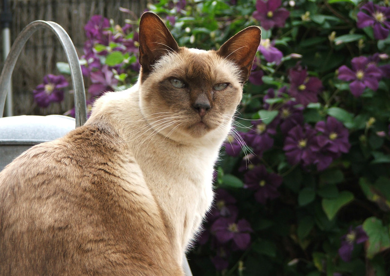 Pets Named After Famous Racers, Part 24: Rossi The Tonkinese Cat