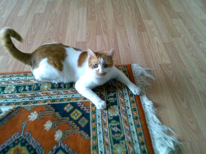 Pets Named After Famous Racers, Part 78: Motz The Cat