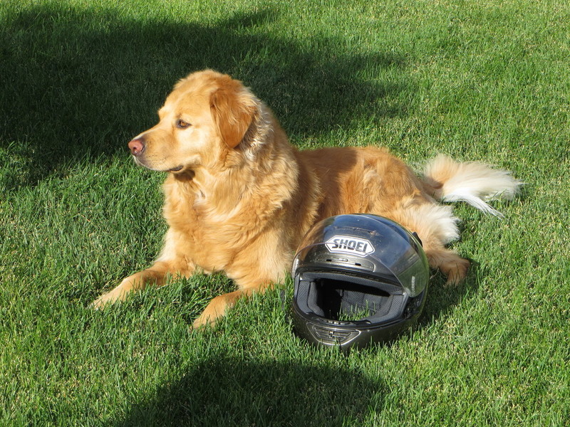Pets Named After Famous Racers, Part 47: Nori The Dog
