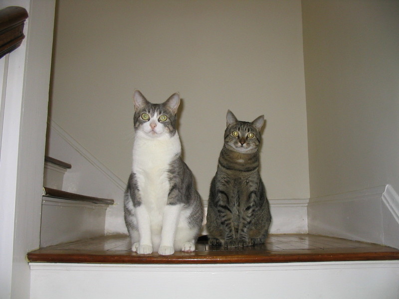 Pets Named After Famous Racers, Part 21: Rossi And Biaggi The Cats