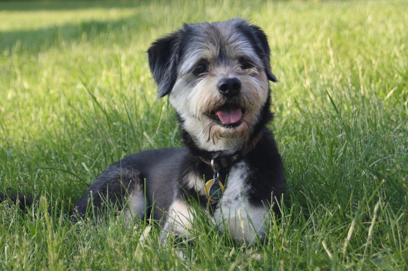 Pets Named After Famous Racers, Part 15: Jorge Lorenzo The Dog