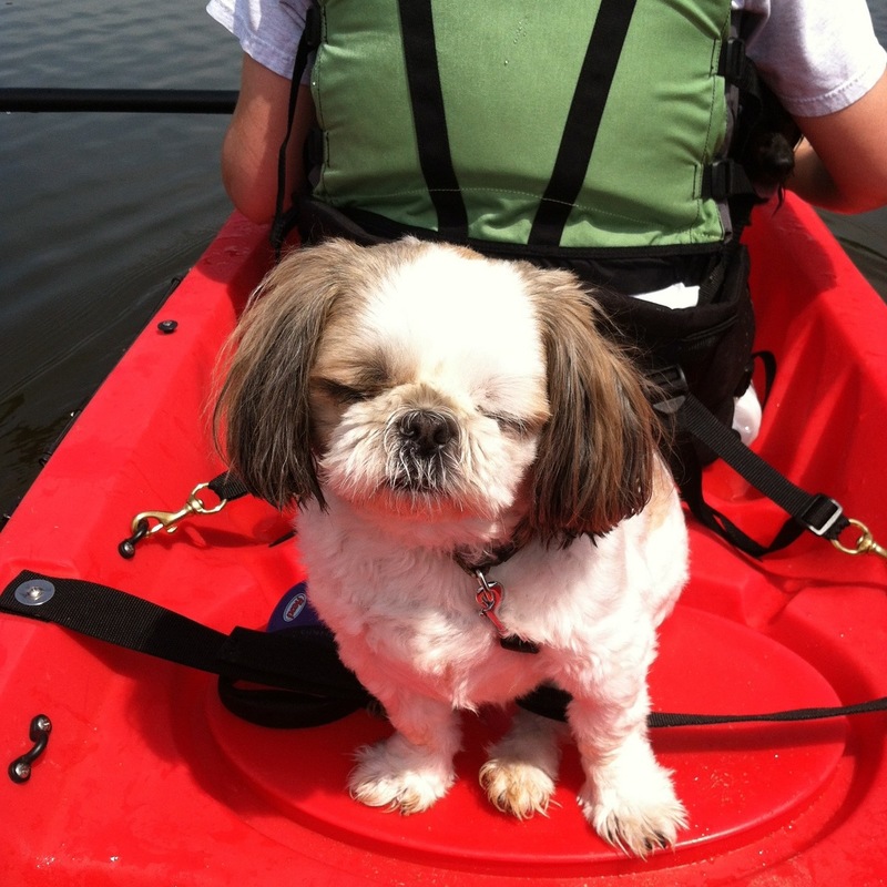Pets Named After Famous Racers, Part 35: Rossi The Dog