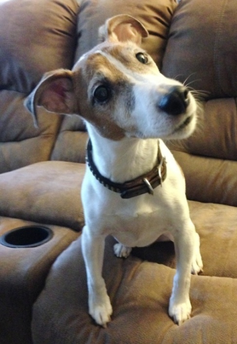 Pets Named After Famous Racers, Part 34: Boz The Dog