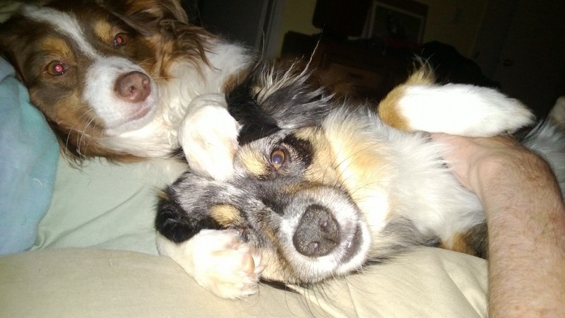 Pets Named After Famous Racers, Part 7: Dogs Rossi And Simoncelli