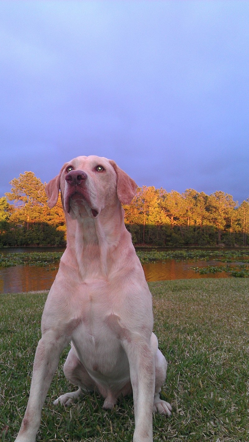Pets Named After Famous Racers, Part 38: Hayden The Yellow Lab