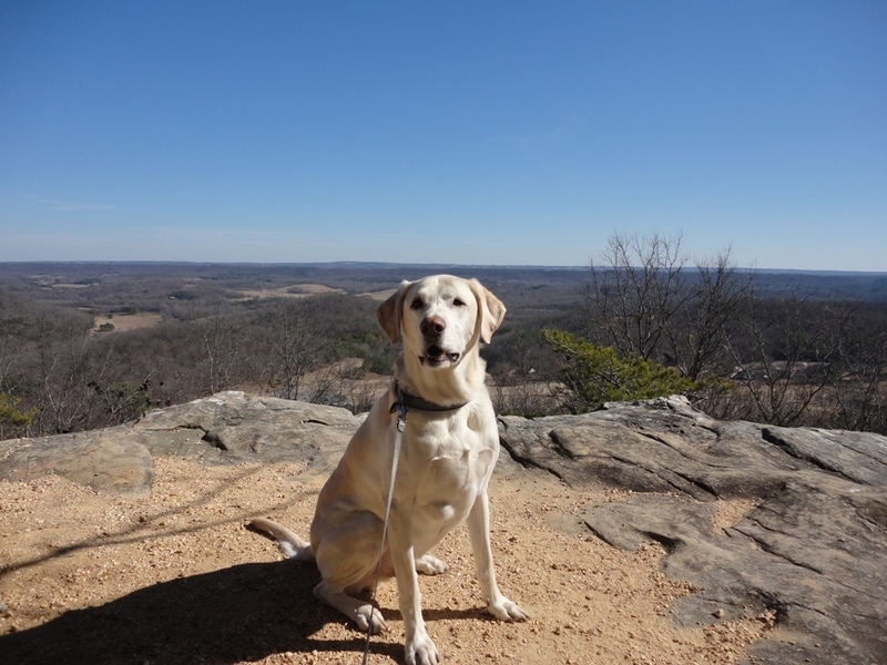 Pets Named After Famous Racers, Part 6: Xaus The Lab