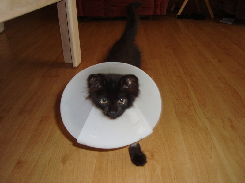 Pets Named After Famous Racers, Part 39: Finn The Cat