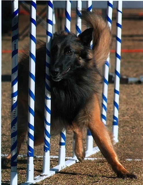 Pets Named After Famous Racers, Part 51: Bazza The Dog