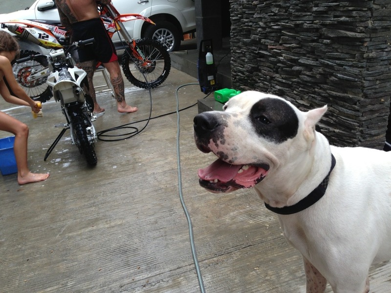 Pets Named After Famous Racers, Part 18: Marco The Dogo Argentino