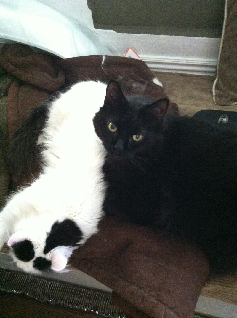 Pets Named After Famous Racers, Part 17: Nakano The Cat And...Special Sauce The Cat?