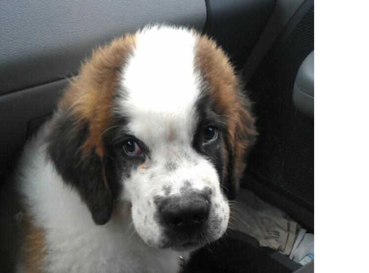 Pets Named After Famous Racers, Part 44: Marco The Saint Bernard