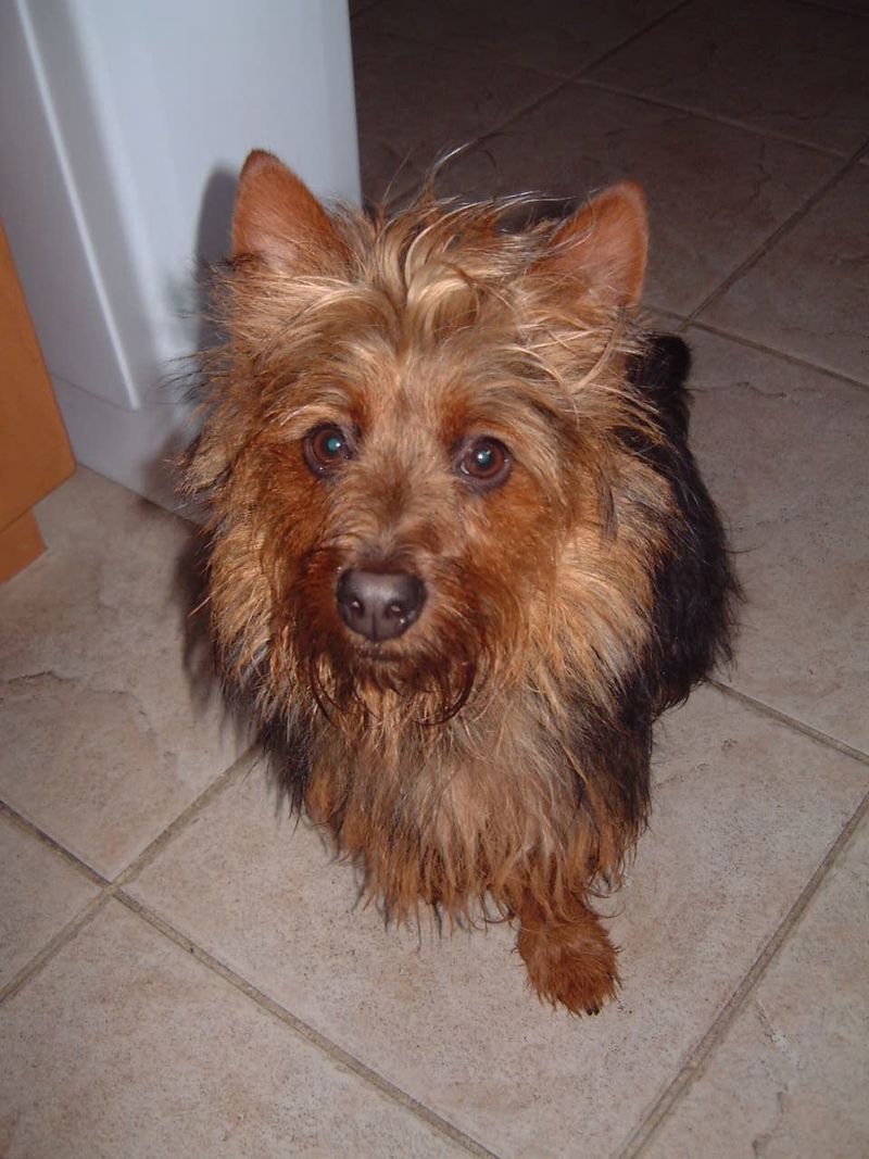Pets Named After Famous Racers, Part 5: Casey The Aussie Terrier