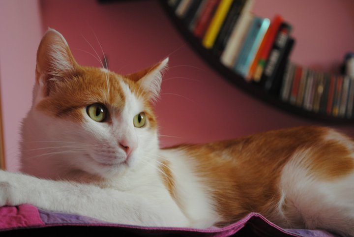 Pets Named After Famous Racers, Part 28: Casey The Cat