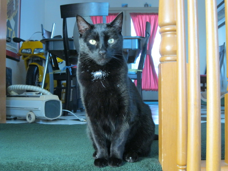 Pets Named After Famous Racers, Part 30: Valentino The Cat