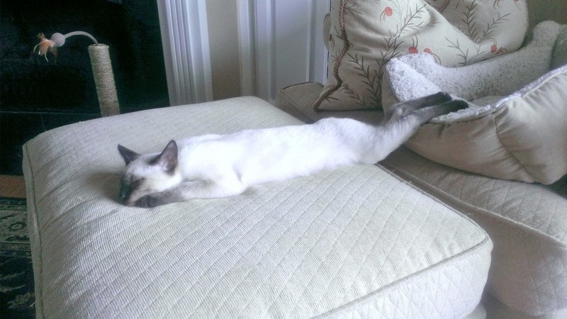 Pets Named After Something To Do With Motorcycles? Part 75, Gixxer The Cat