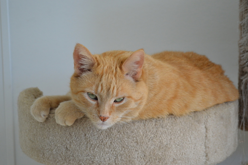 Pets Named After Famous Racers, Part 4: Kurtis The Cat
