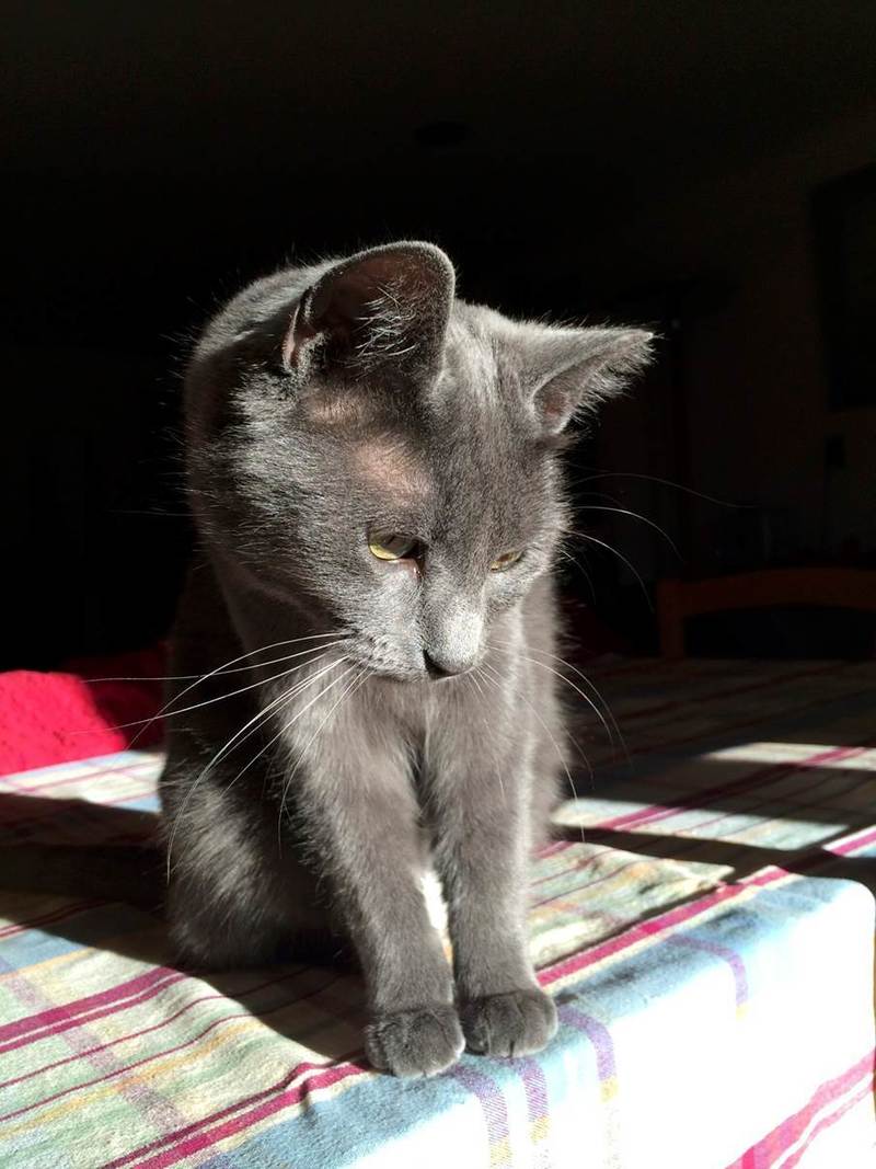 Pets Named After Something To Do With Motorcycles? Part 76: Sprocket The Cat