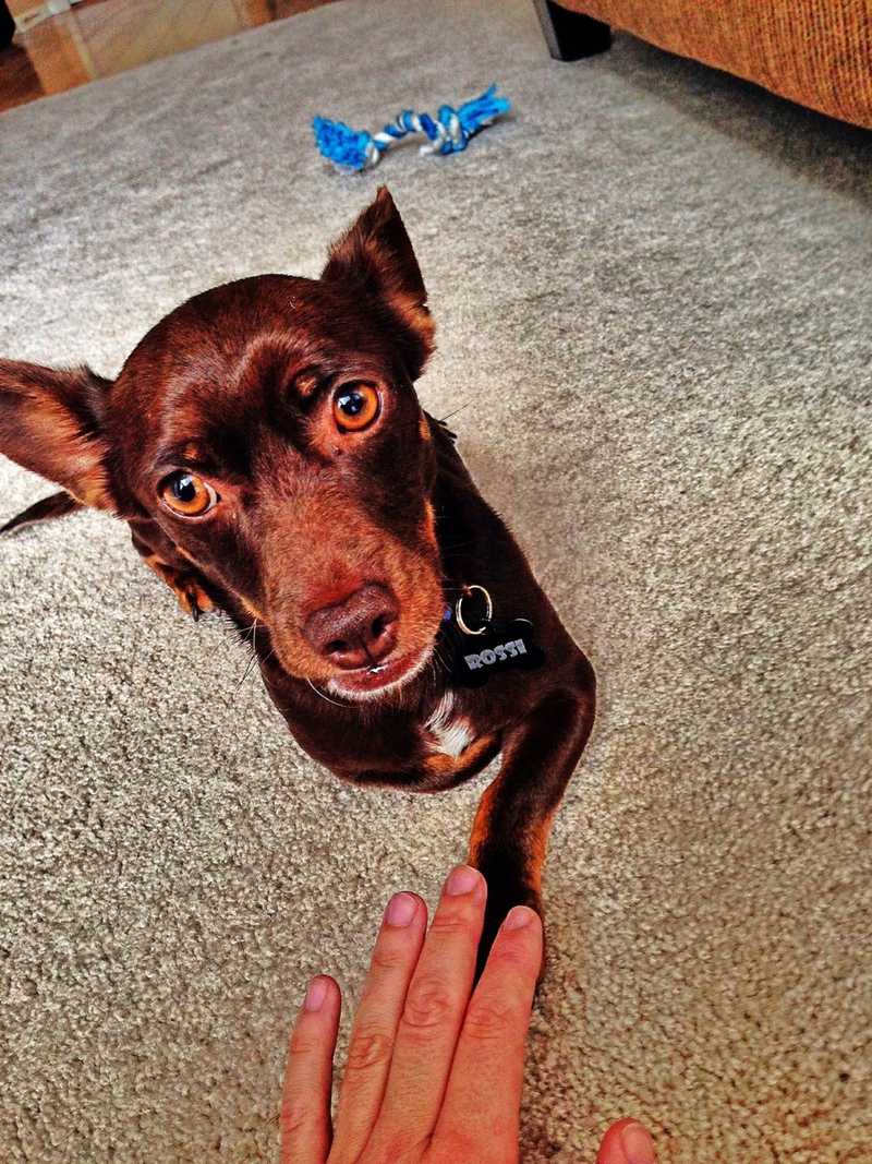 Pets Named After Famous Racers, Part 70: Rossi Marco The Dog.