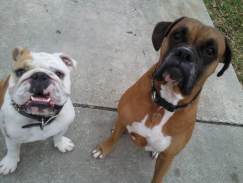 Pets Named After Famous Racers, Part 46: Rossi The Dog And Hayden The Dog