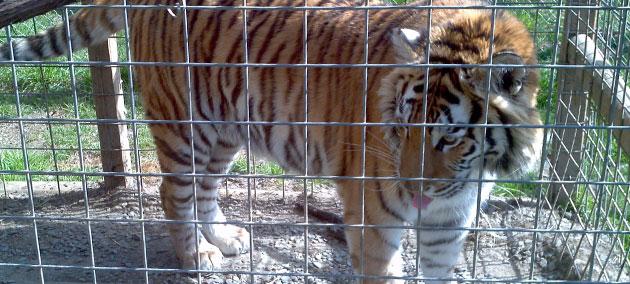 Big Kahuna Atlanta Now Includes A Petting Zoo Featuring A Tiger?