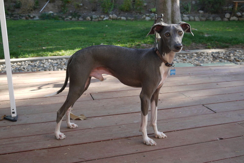 Pets Named After Famous Racers, Part 8: Rossi The Greyhound