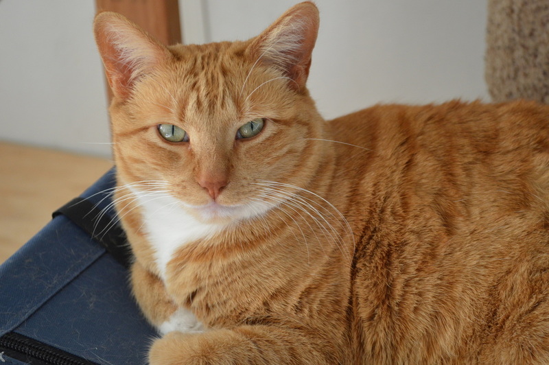 Pets Named After Famous Racers, Part 2: Cats Sete, Kenny, Kurtis And Rossi