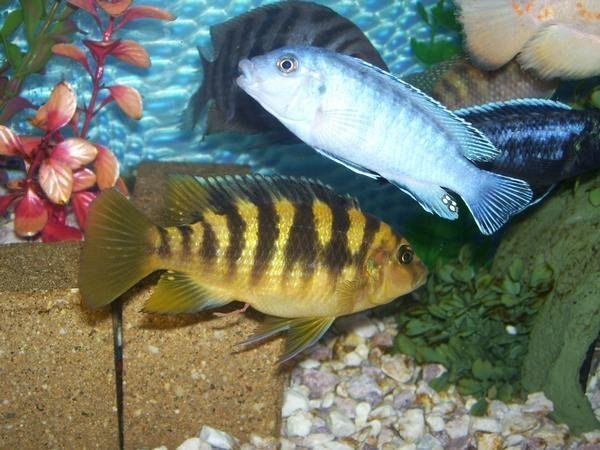Pets Named After Famous Racers, Part 32: Slick The Fish