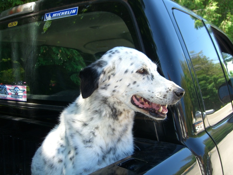Pets Named After Famous Racers, Part 49: Val The Dog