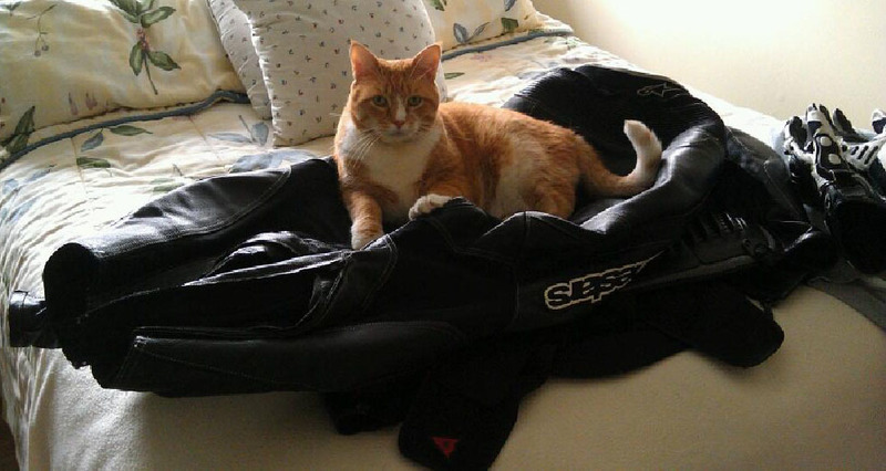 Pets Named After Famous Racers, Part 79: Marco The Cat