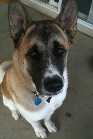 Pets Named After Famous Racers, Part 41: Rossi Fong The Dog