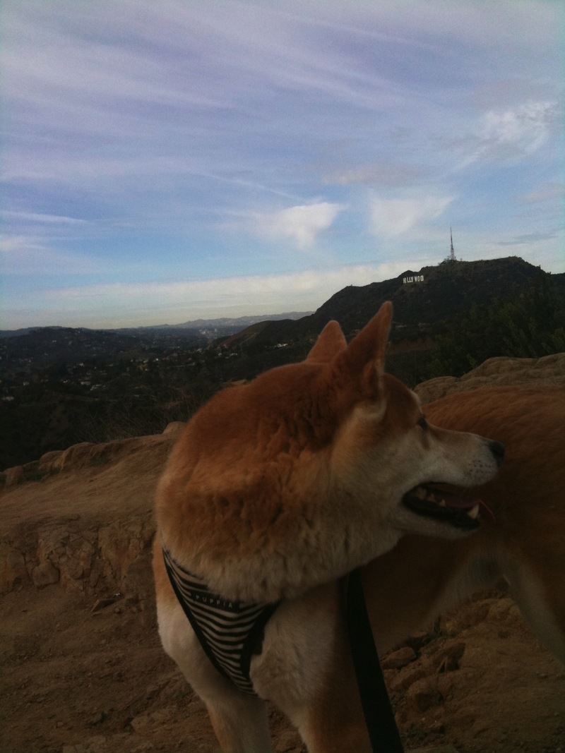 Pets Named After Famous Racers, Part 9: Hayden The Shibu Inu