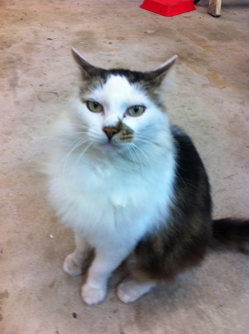 Pets Named After Famous Racers, Part 48: Duff The Cat