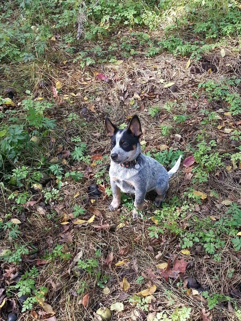 Pets Named After Famous Racers, Part 58: Rossi The Australian Cattle Dog
