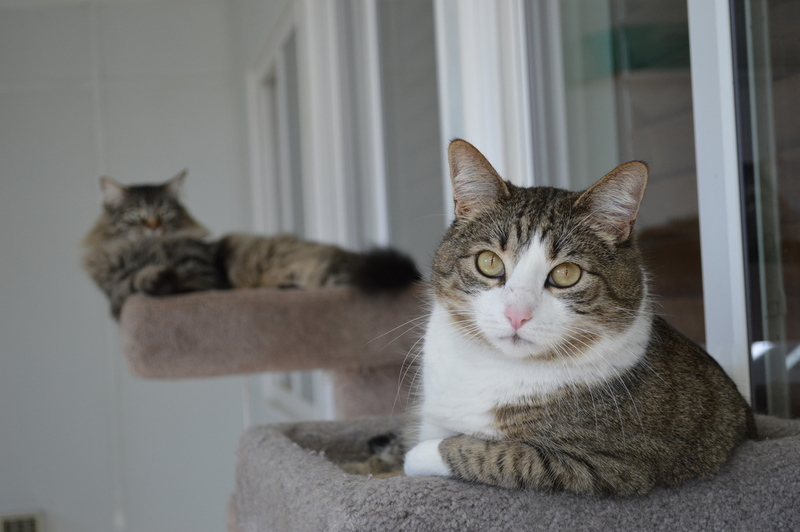 Pets Named After Famous Racers, Part 1: Nicky The Cat