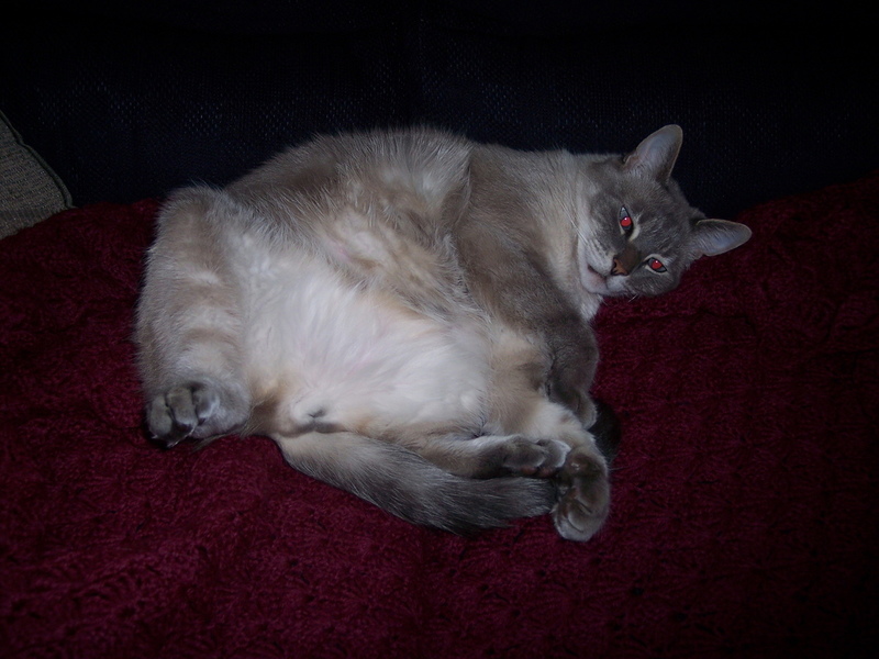 Pets Named After Famous Racers, Part 64: Mika The Cat
