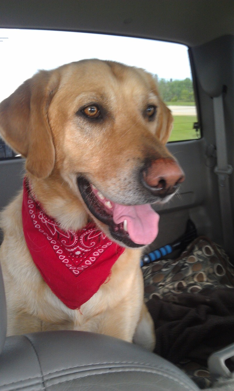 Pets Named After Famous Racers, Part 54: Rossi The Lab/Retriever