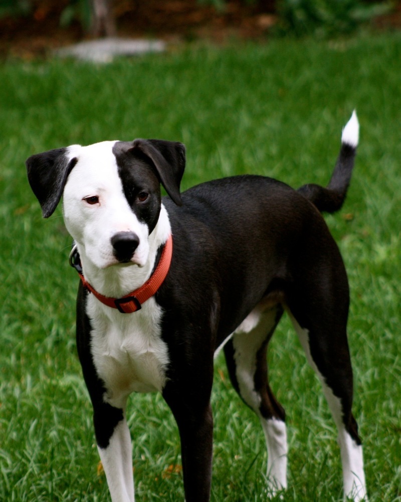 Pets Named After Something To Do With Motorcycles? Part 74: Gixxer The Dog