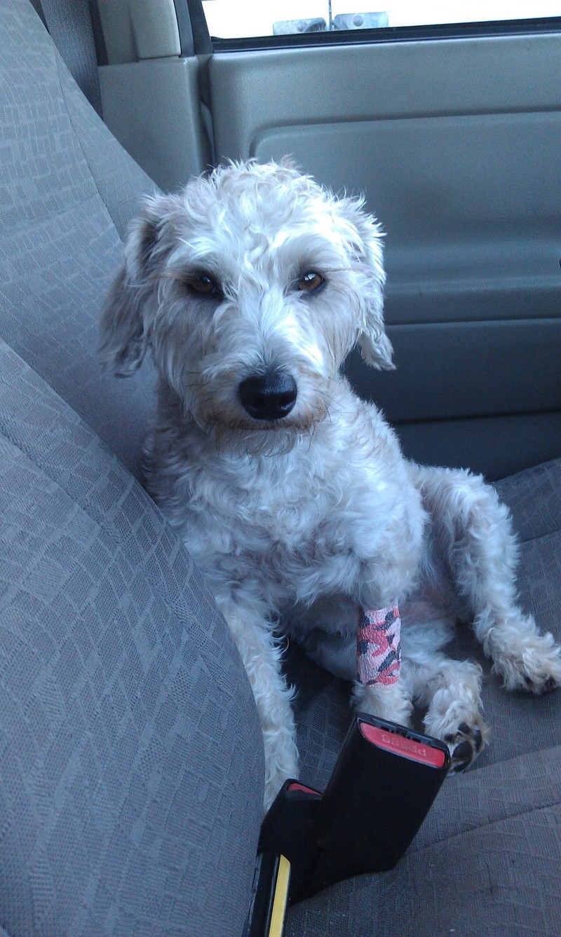 Pets Named After Famous Racers, Part 11: Rossi The Schauzer/Poodle Mix