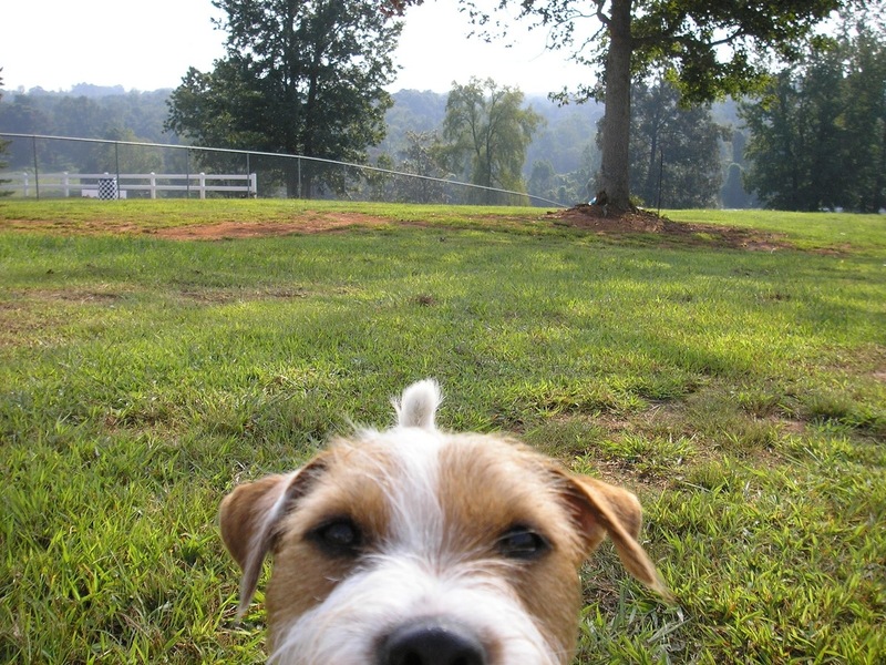 Pets Named After Famous Racers, Part 59: Rossi The Dog