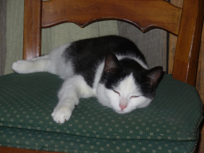 Pets Named After Famous Racers, Part 80: Cats Named Eddie, Bubba, Wayne And Les White