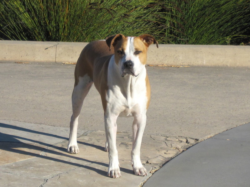 Pets Named After Famous Racers, Part 53: Vale The Dog