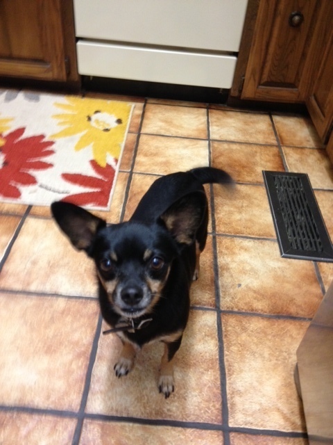 Pets Named After Famous Racers, Part 60: Jorge The Chihuahua