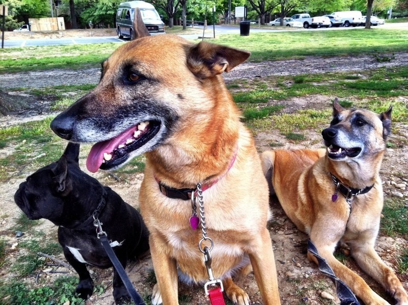 Pets Named After Famous Racers, Part 10: Dogs Nicky, Rossi And...Gucci?