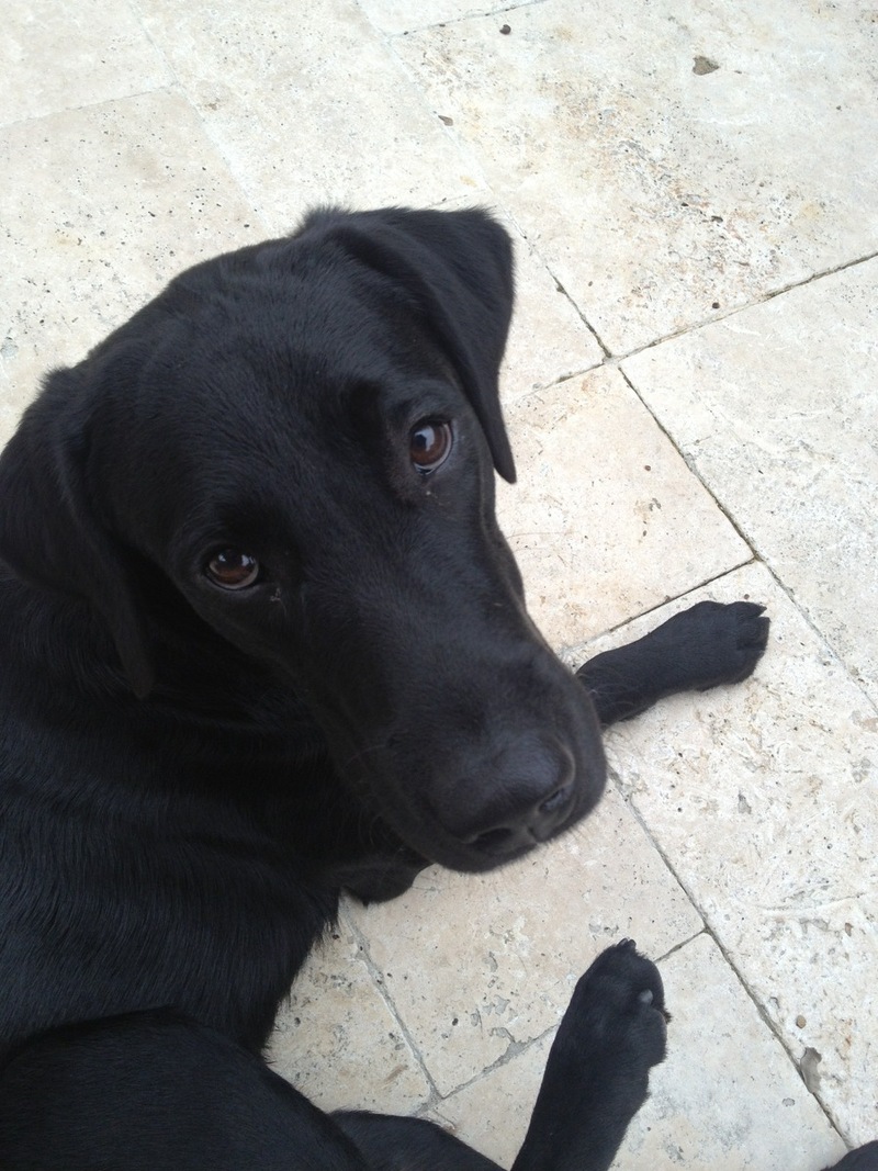 Pets (Not Really) Named After Famous Racers? Part 81: Enzo The Dog