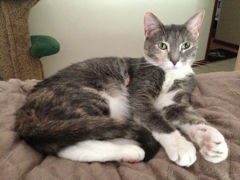 Pets Named After Famous Racers, Part 72: Valentina Hayden The Cat