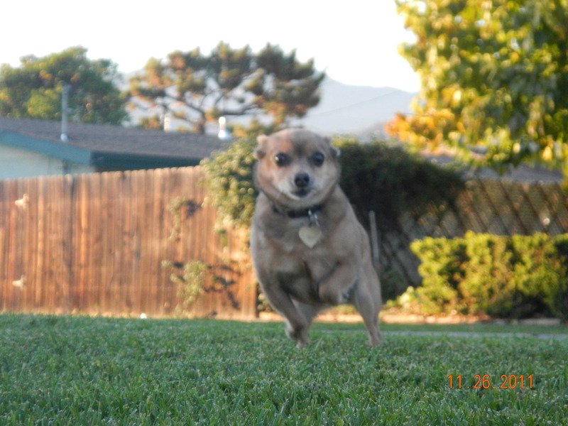 Pets Named After Famous Racers, Part 43: Daisy Dangerous Mladin The